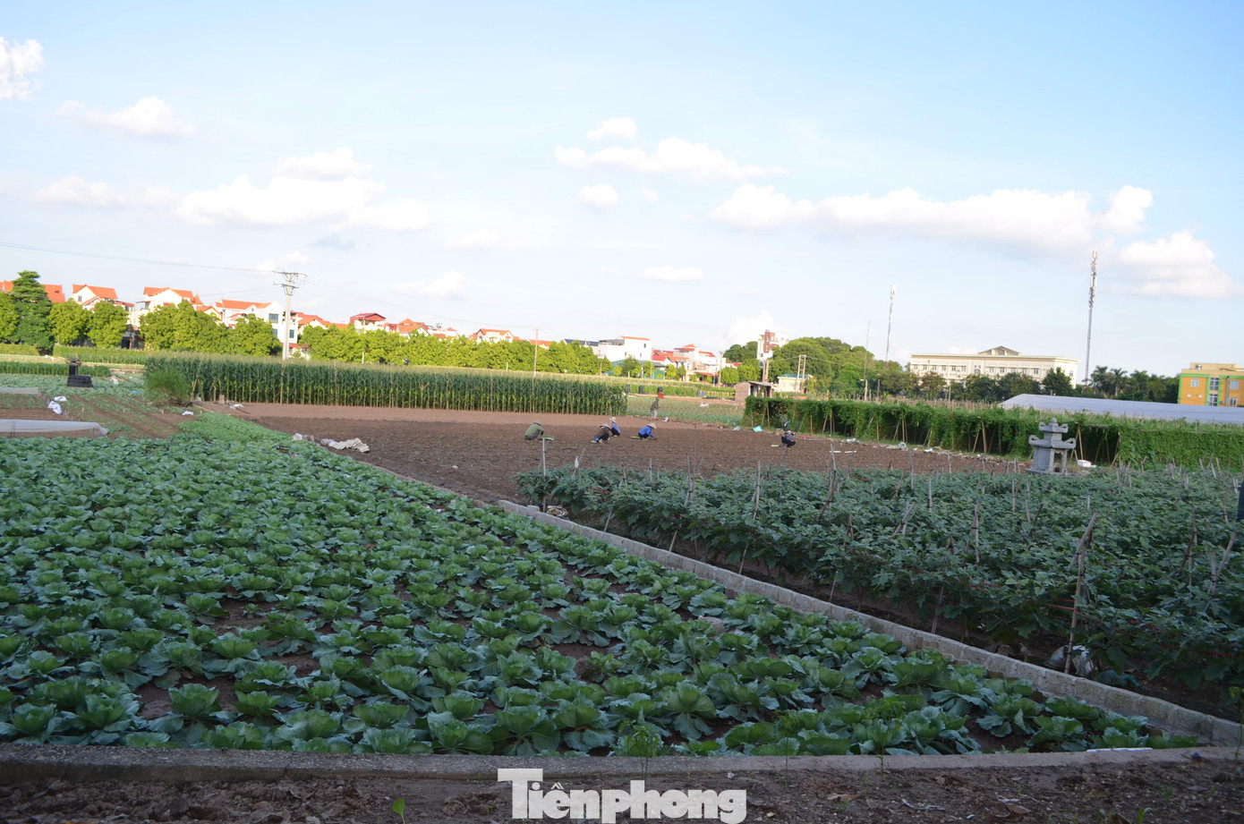 Những ngày nay, trên những cánh đồng thôn Trung Quan 1, xã Văn Đức (huyện Gia Lâm, TP. Hà Nội), bà con nông dân tất bật xuống giống, chăm sóc những sào rau bắp cải sắp vào giai đoạn thu hoạch.