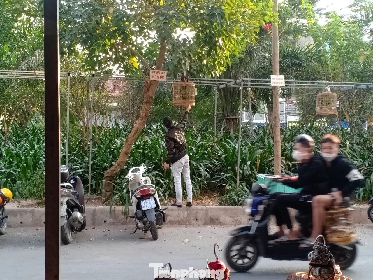Bên kia đường, nhiều điểm được những người này phân ra từng khu vực theo từng loài chim; đóng thành những giàn khung sắt để treo lồng chim để thu hút khách hàng.