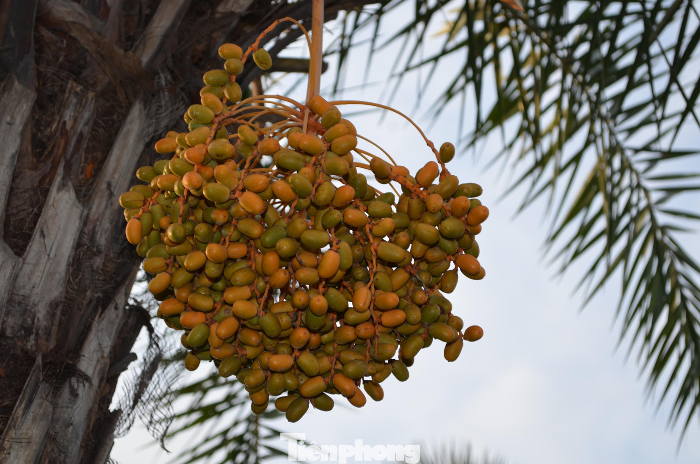 Ở Hà Nội, loài cây này được trồng với mục đích tạo cảnh quan, lấy bóng mát trên các tuyến đường giao thông huyết mạch. Ngắm hàng cây chà là xanh tốt trên nút giao thông Long Biên - Nguyễn Văn Cừ từ điểm cầu vượt tại nút giao.