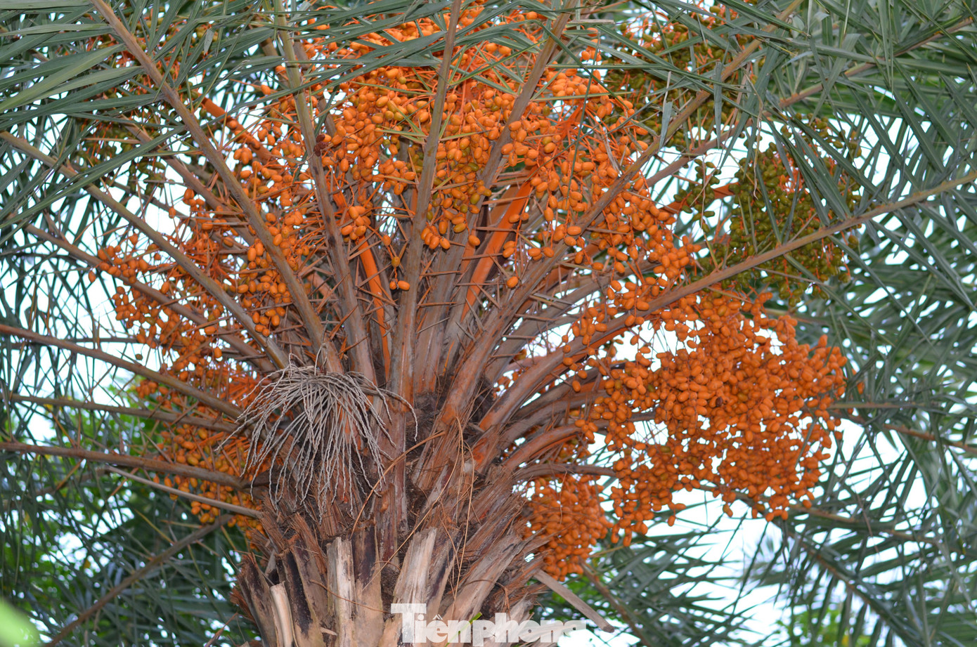 Ở Hà Nội, loài cây này được trồng với mục đích tạo cảnh quan, lấy bóng mát trên các tuyến đường giao thông huyết mạch. Ngắm hàng cây chà là xanh tốt trên nút giao thông Long Biên - Nguyễn Văn Cừ từ điểm cầu vượt tại nút giao.