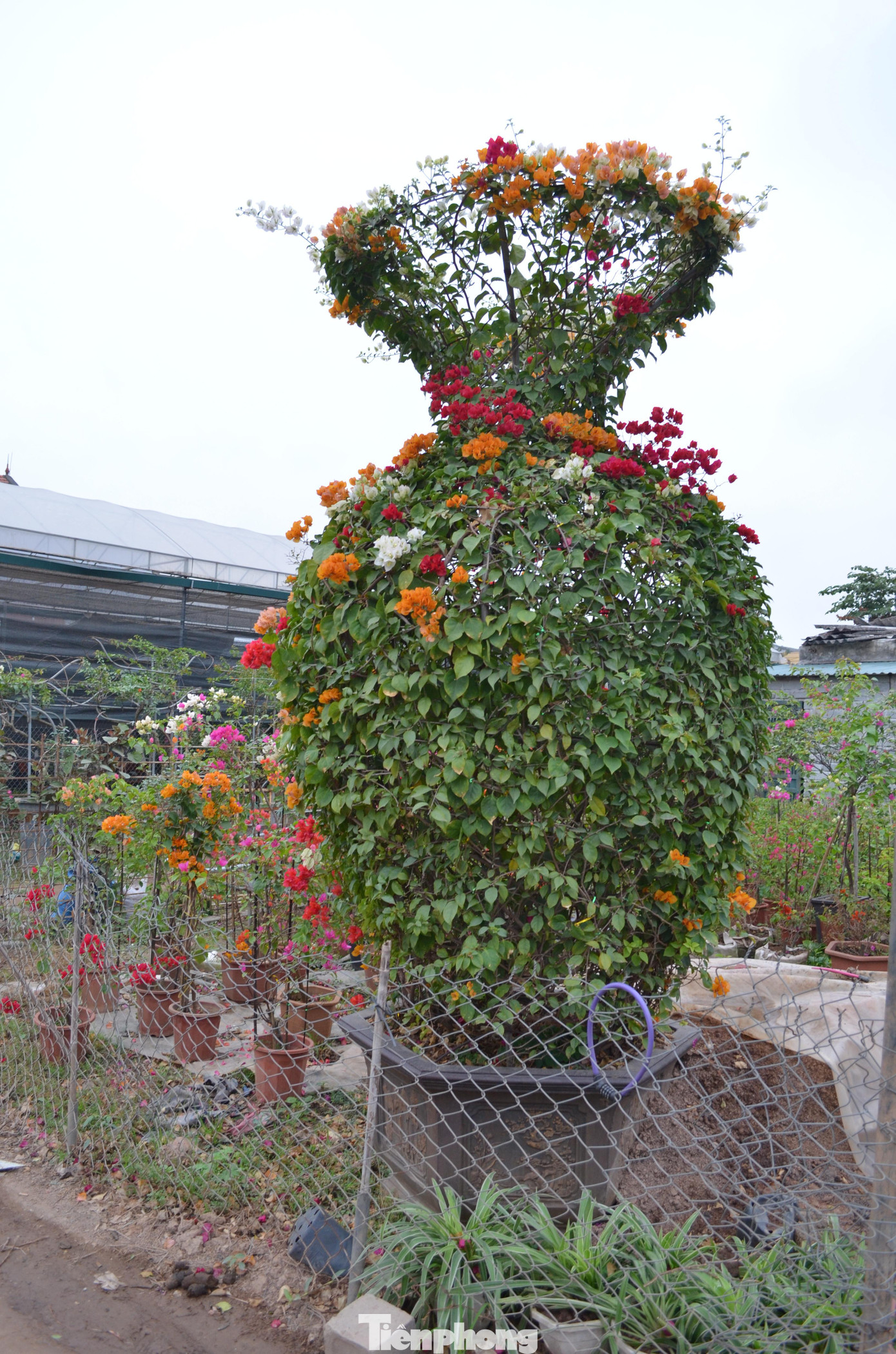 Đáng chú ý, hộ anh Bình còn có cây hoa giấy dáng lục bình độc đáo đang chờ ngã giá.