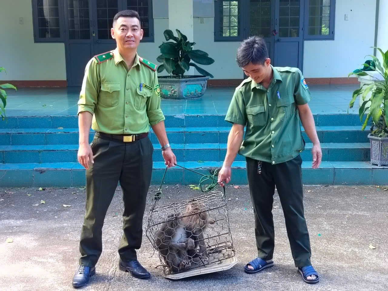 Hạt kiểm lâm thành phố Kon Tum tiếp nhận 2 cá thể khỉ đuôi lợn