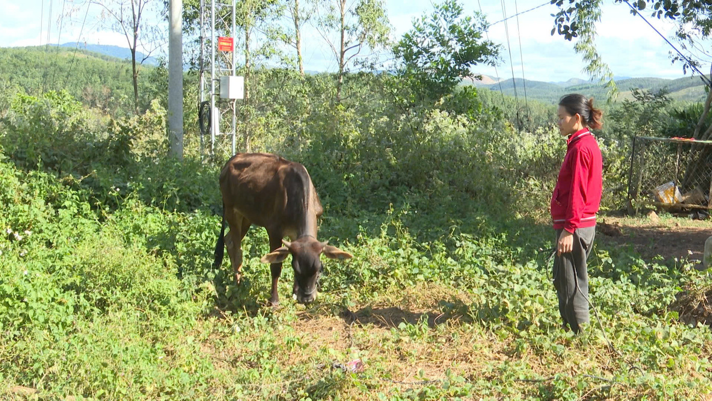 Người dân phản ánh trọng lượng và chất lượng bò cấp không giống như kế hoạch được phê duyệt