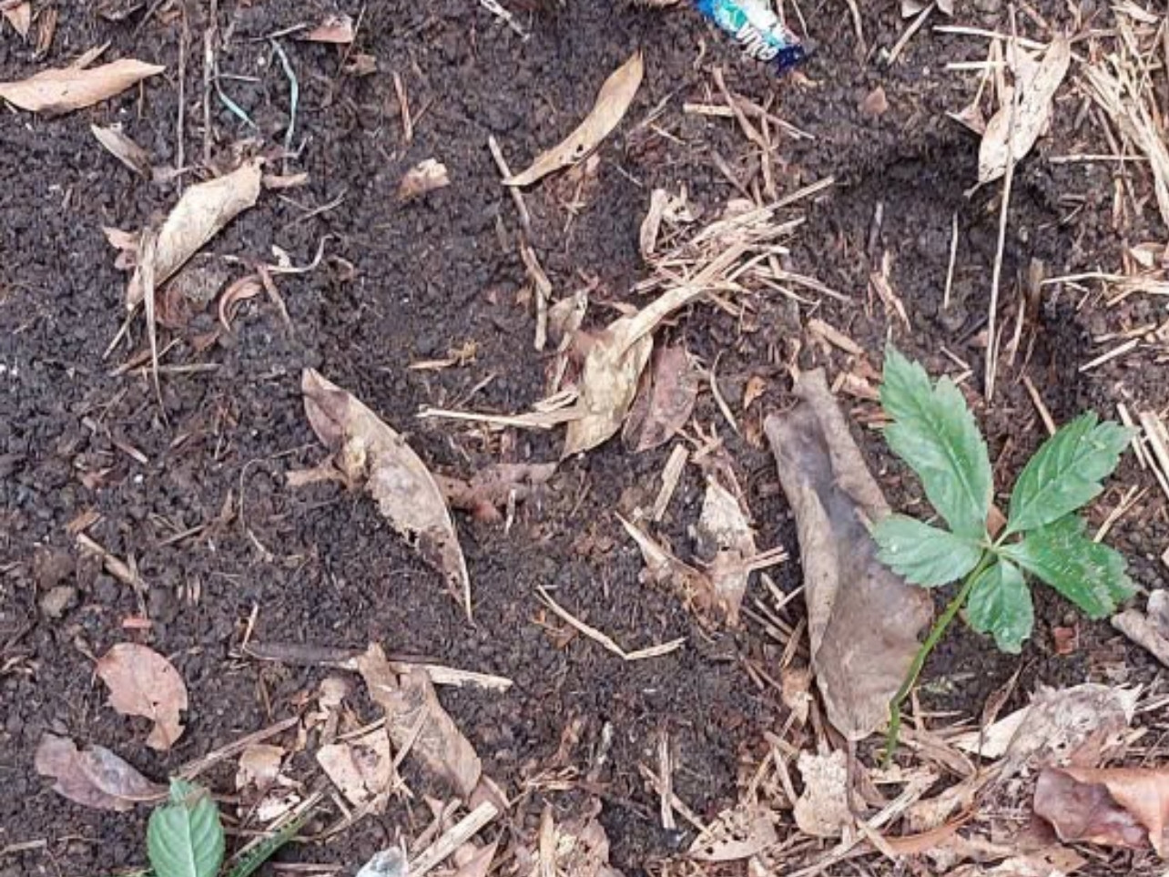 Các luống trồng sâm Ngọc Linh bị nhổ trộm