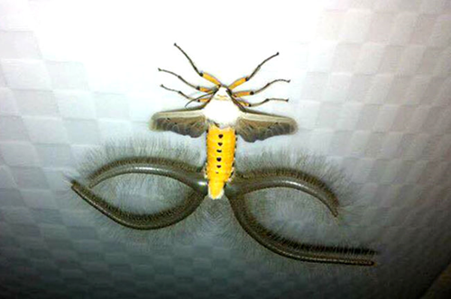 Sinh vật quái dị có tới 4 đuôi từng ở Gia Lai: Nhiều người phát hoảng ảnh 1