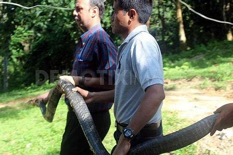 Bí ẩn vùng đất của bầy hổ mang chúa khổng lồ ảnh 1