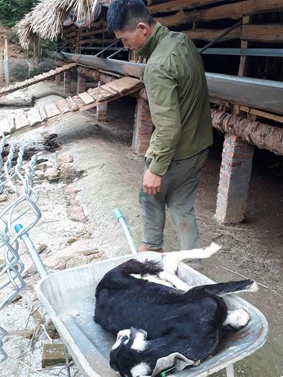 Lào Cai: Dê chết hàng loạt nghi hít phải khí độc ảnh 1