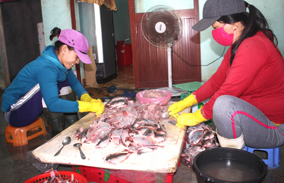 Thơm lừng Cá Đỏ củ mang hương vị Hoàng Sa ảnh 3