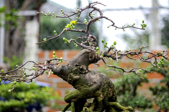Ngắm vườn bonsai 'cực chất' ở Bình Định ảnh 9
