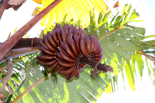 Độc đáo 'chuối lửa' cho mâm ngũ quả ngày Tết ảnh 7