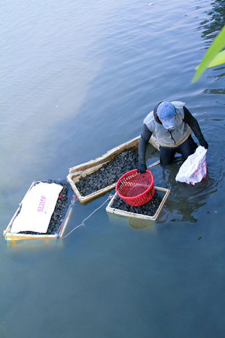 Đằm mình giữa sông Hàn lặn bắt 'lộc trời' ảnh 8