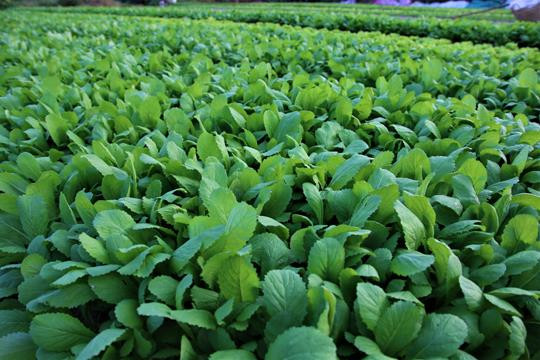 Biến đất trăm tỷ bỏ hoang thành vườn rau sạch ảnh 5