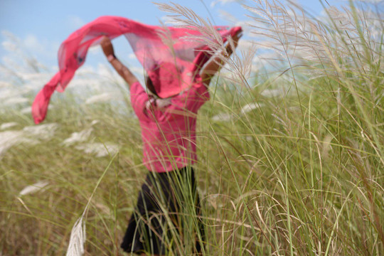 Bức tranh tuyệt tác mang tên hoa cỏ lau bên dòng Trà Khúc ảnh 7