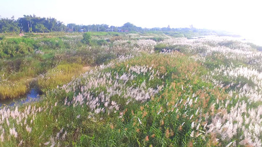 Bức tranh tuyệt tác mang tên hoa cỏ lau bên dòng Trà Khúc ảnh 1