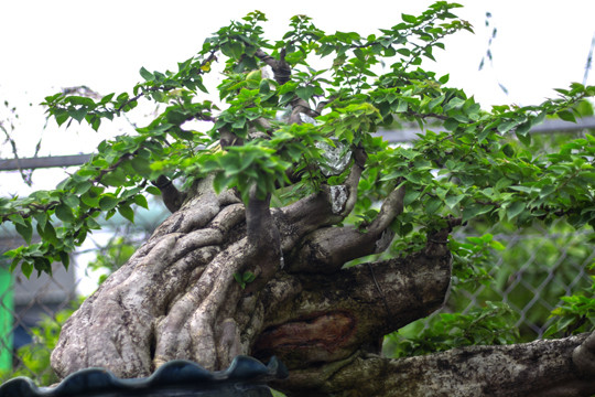 Ngắm vườn bonsai 'cực chất' ở Bình Định ảnh 6