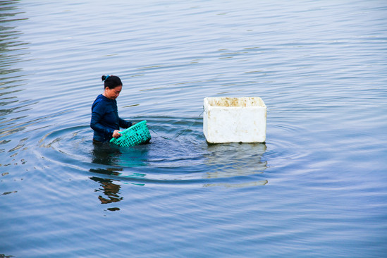 Đằm mình giữa sông Hàn lặn bắt 'lộc trời' ảnh 3