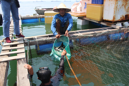 Cá bớp chết ồ ạt vì… sặc bùn cát? ảnh 1