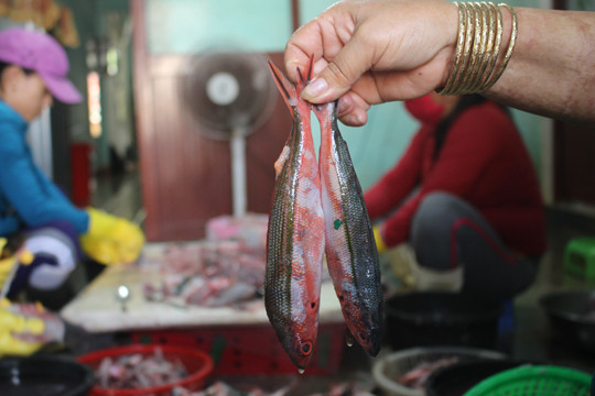 Thơm lừng Cá Đỏ củ mang hương vị Hoàng Sa ảnh 6