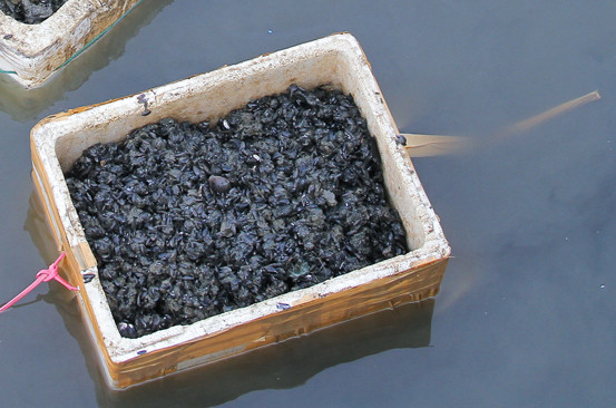 Đằm mình giữa sông Hàn lặn bắt 'lộc trời' ảnh 5