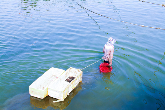 Đằm mình giữa sông Hàn lặn bắt 'lộc trời' ảnh 6