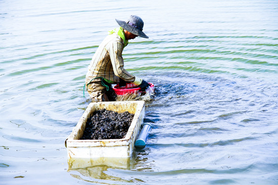 Đằm mình giữa sông Hàn lặn bắt 'lộc trời' ảnh 7