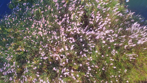 Bức tranh tuyệt tác mang tên hoa cỏ lau bên dòng Trà Khúc ảnh 5