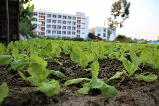Biến đất trăm tỷ bỏ hoang thành vườn rau sạch ảnh 3