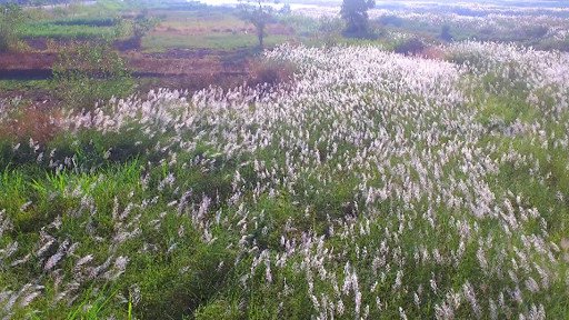 Bức tranh tuyệt tác mang tên hoa cỏ lau bên dòng Trà Khúc ảnh 2