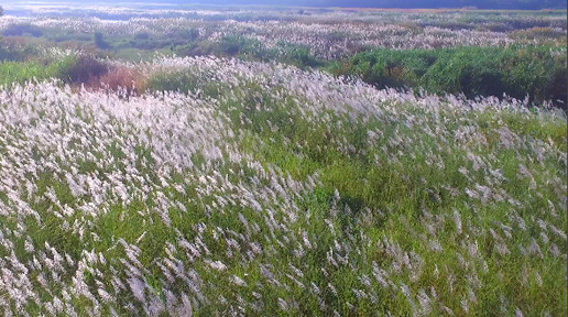 Bức tranh tuyệt tác mang tên hoa cỏ lau bên dòng Trà Khúc ảnh 4