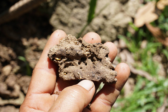 Lạ mà hay người Hre lên rừng đào mối vỗ béo gà re ảnh 6