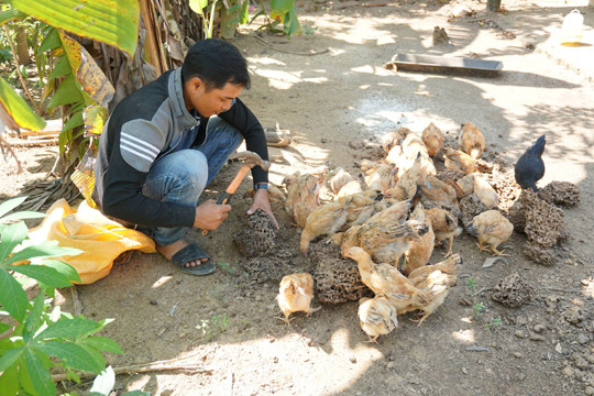 Lạ mà hay người Hre lên rừng đào mối vỗ béo gà re ảnh 4