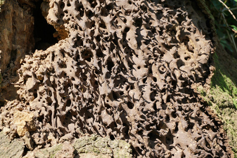 Lạ mà hay người Hre lên rừng đào mối vỗ béo gà re ảnh 8