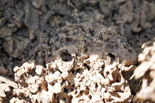 Lạ mà hay người Hre lên rừng đào mối vỗ béo gà re ảnh 5