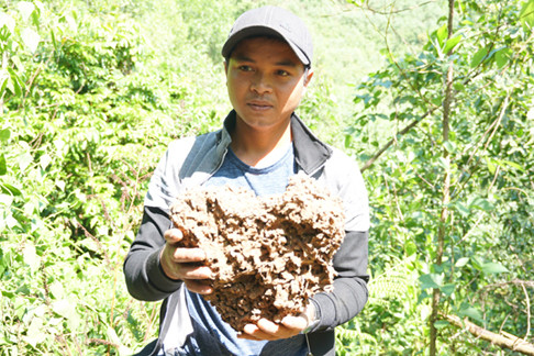 Lạ mà hay người Hre lên rừng đào mối vỗ béo gà re ảnh 7