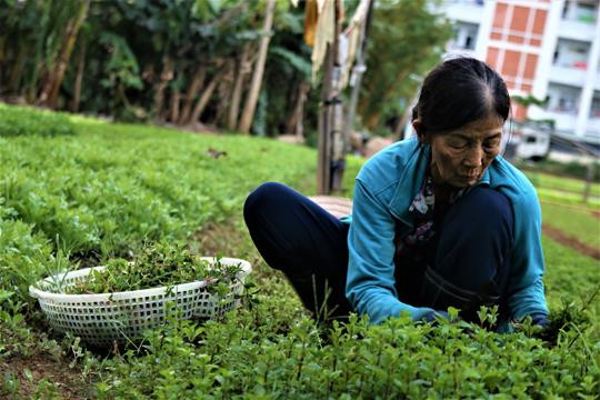 Biến đất trăm tỷ bỏ hoang thành vườn rau sạch ảnh 4