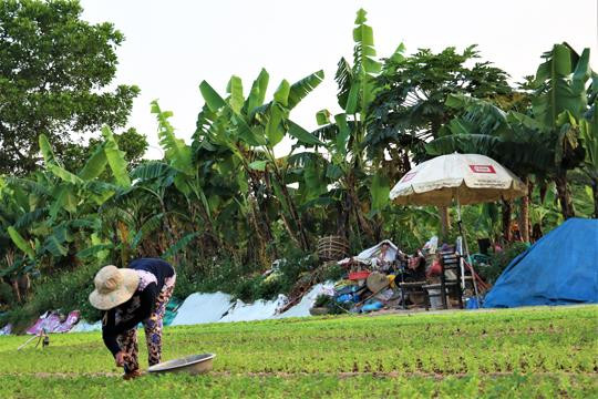 Biến đất trăm tỷ bỏ hoang thành vườn rau sạch ảnh 6