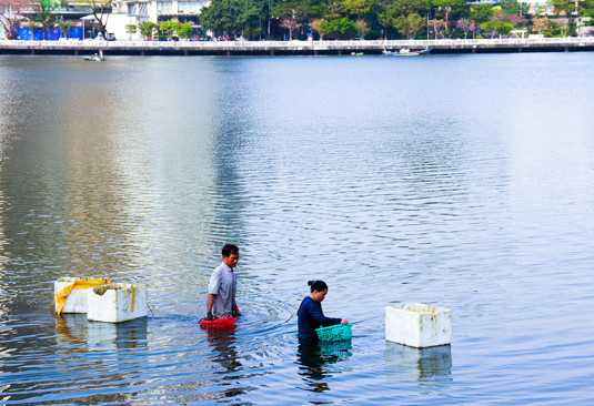 Đằm mình giữa sông Hàn lặn bắt 'lộc trời' ảnh 4