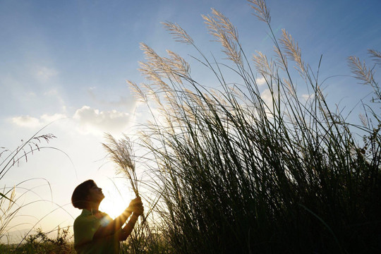 Bức tranh tuyệt tác mang tên hoa cỏ lau bên dòng Trà Khúc ảnh 11