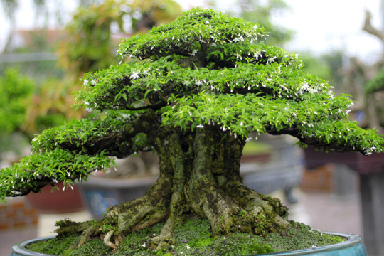 Ngắm vườn bonsai 'cực chất' ở Bình Định ảnh 4