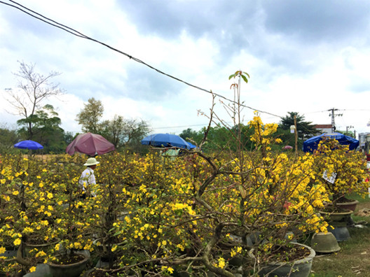 Mai nở sớm tưng bừng, thủ phủ mai miền Trung 'héo ruột' ảnh 1