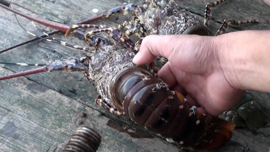 Xác định nguyên nhân tôm hùm Phú Yên chết hàng loạt ảnh 2