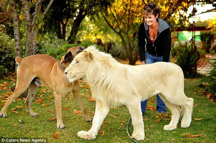 Những người hàng xóm thường đi xe chậm lại mỗi khi ngang qua nhà của Annel tò mò xem cô vui đùa cùng Timba ngoài sân