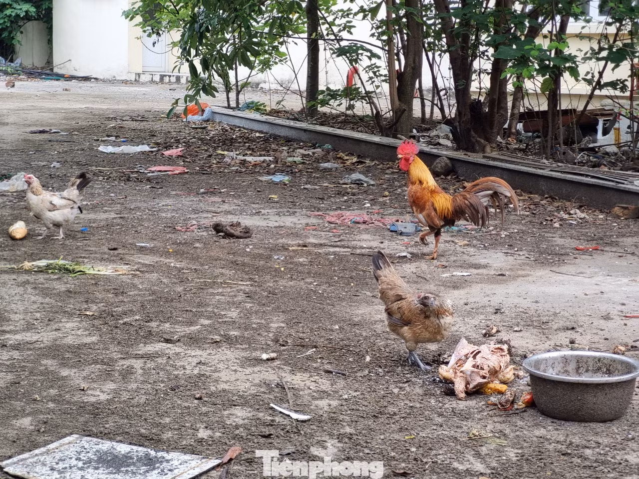 Chợ giờ trở thành nơi nuôi gà của một số người ở tại đây