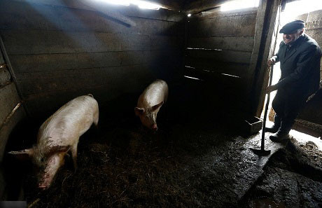 Cuộc sống kỳ lạ của ông cụ sống một mình ở vùng phóng xạ ảnh 6