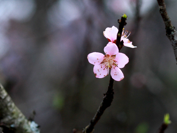 Cánh đào núi có 5 cánh và màu phớt hồng