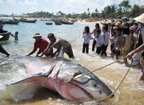 Cá mập bắt được ở vùng biển miền Trung Việt Nam