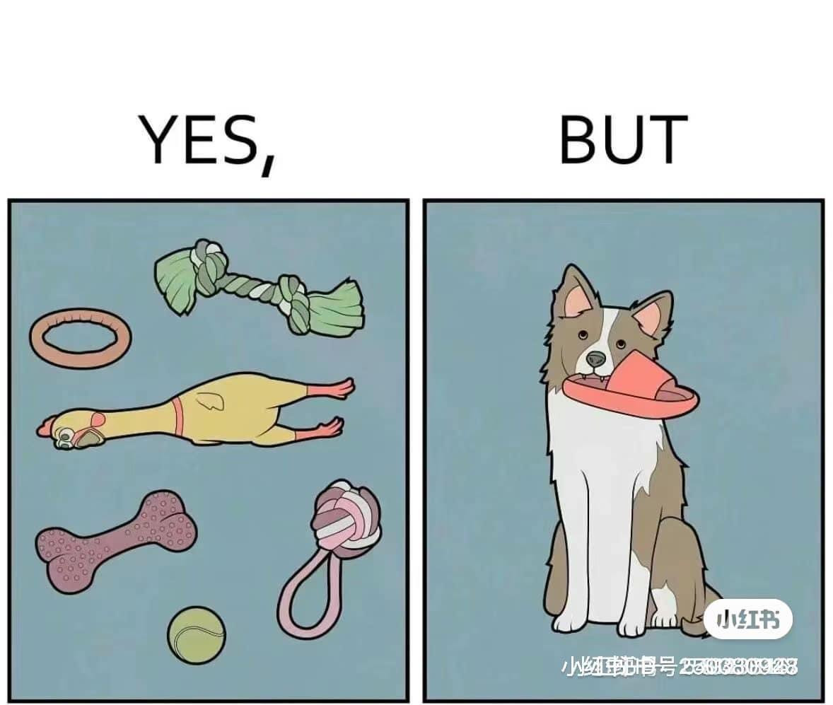 Mua cho bao nhiêu là đồ chơi nhưng các "boss" chỉ thích gặm giày dép của "sen". Mua cho bao nhiêu là đồ chơi nhưng các "boss" chỉ thích gặm giày dép của "sen".