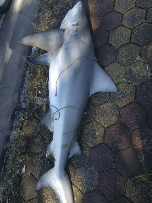 Thực hư chuyện cá mập xuất hiện tại Vịnh Hạ Long ảnh 1