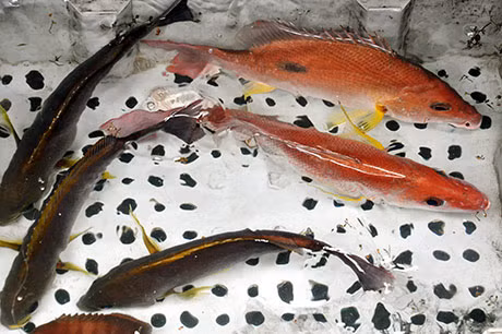 Cá câu được ngư dân bảo quản cẩn thận để bán với giá cao hơn. Ảnh: Báo Quảng Ninh