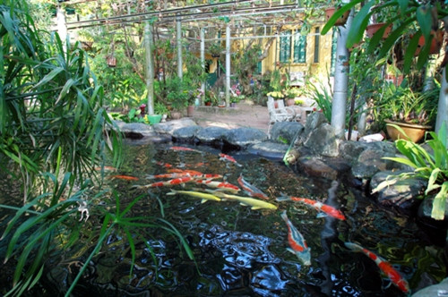 Bể cá vàng lớn trong góc vườn nay thiếu đi bàn tay chăm sóc của Đại tướng